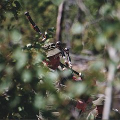 Playing behind trees 